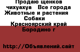 Продаю щенков чихуахуа - Все города Животные и растения » Собаки   . Красноярский край,Бородино г.